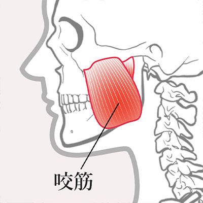 咬筋のイラスト