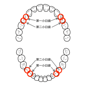 第一小臼歯と第二小臼歯
