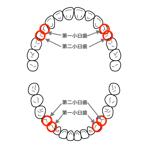 第一小臼歯と第二小臼歯