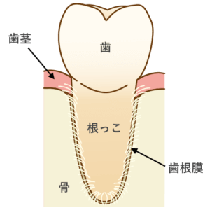 天然歯の図解