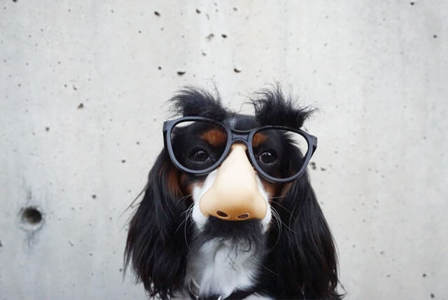 犬