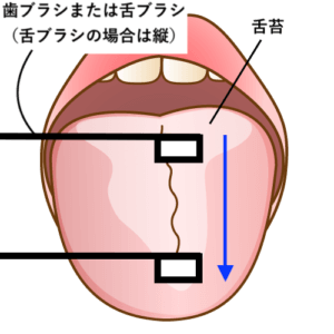 舌ブラシの使い方