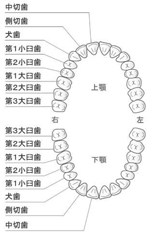 永久歯の歯列と名前