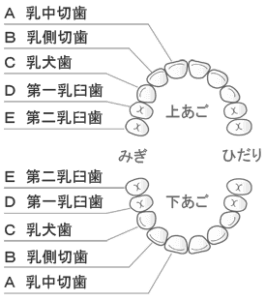 乳歯の歯列と名前