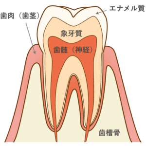 歯の構造