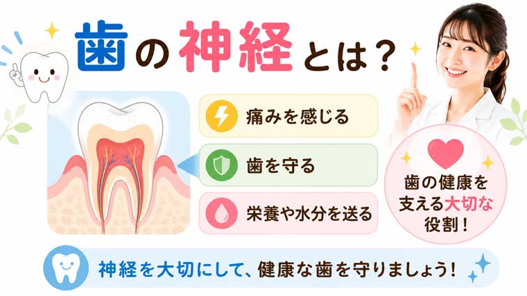 歯の神経とは？の図解