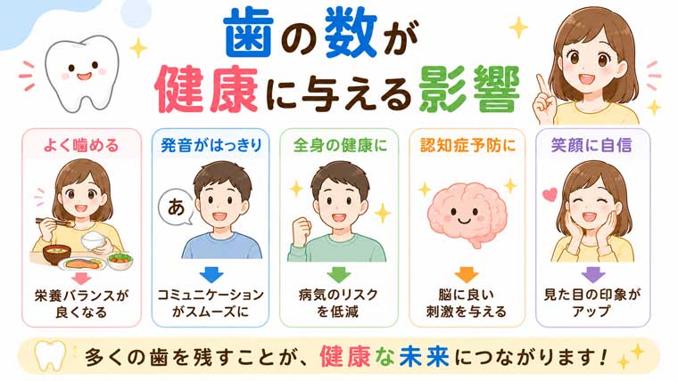 歯の数が健康に与える影響の図解