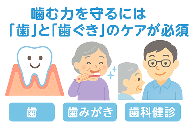 噛む力を守る