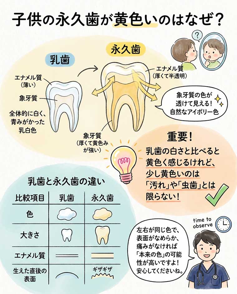子供の永久歯が黄色いのはなぜ？の図解